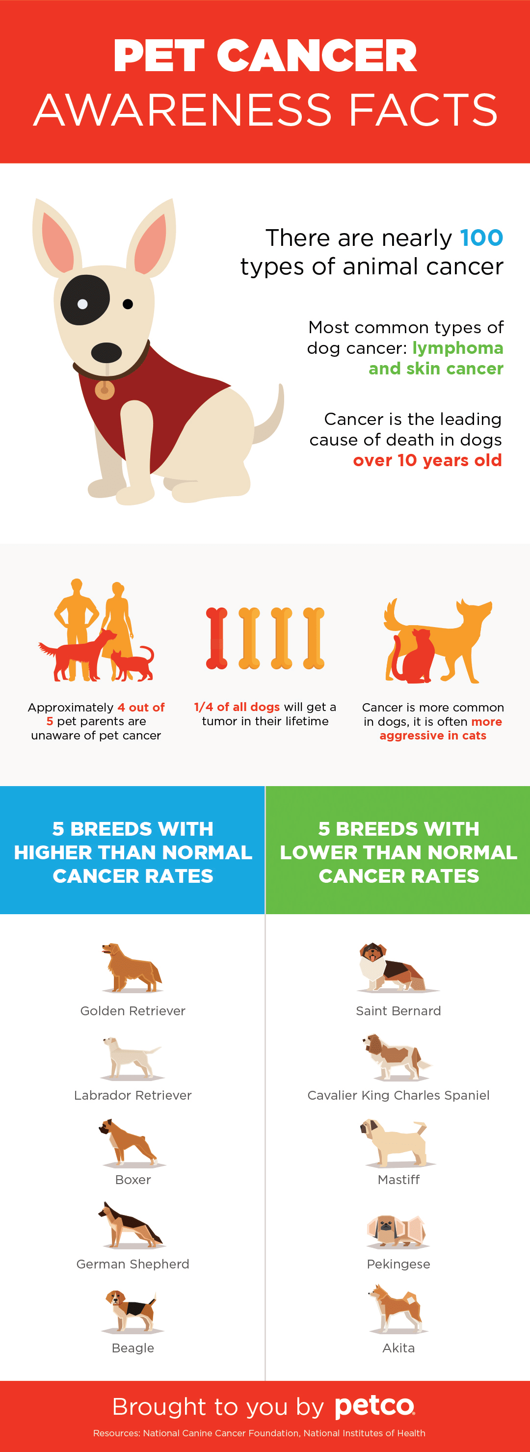 Five Facts about Pet Cancer Petco